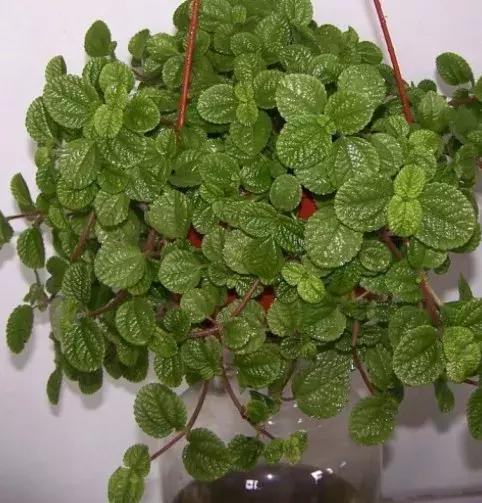 家里养什么花能除甲醛,什么花除甲醛净化空气最好