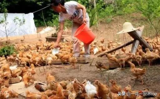 马鞍山泥鳅养殖小本创业,适合广西小本养殖项目