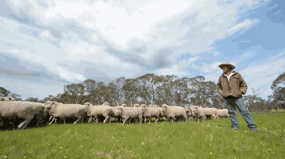 澳大利亚财政部长首推品牌，进国后让柳岩薇娅同时着迷，太疯狂了