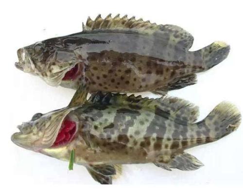 这5种常见海鱼都是野生捕捞,最好捕捞的海鱼