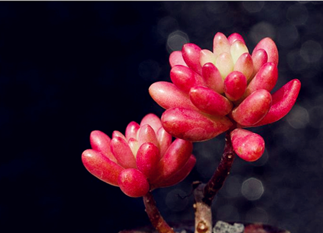 多肉可以吃到什么程度,所有的多肉能吃吗