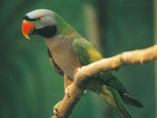 学养鹦鹉要有10年的功夫才能养好,养鹦鹉的几个技巧是什么