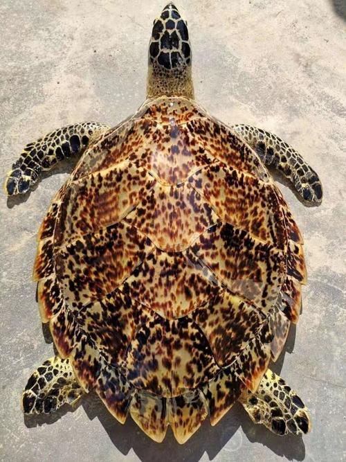 盘点文玩圈中不能碰的五种文玩,这6种文玩一定不要碰太吓人了