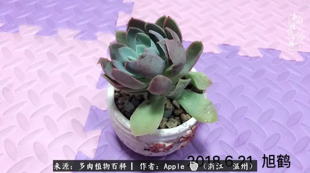 多肉成长记观察记录怎么写,多肉成长记录观察展板