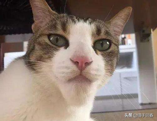 猫咪被蜜蜂蛰了找不到刺,猫咪的爪子被蜜蜂蜇肿了