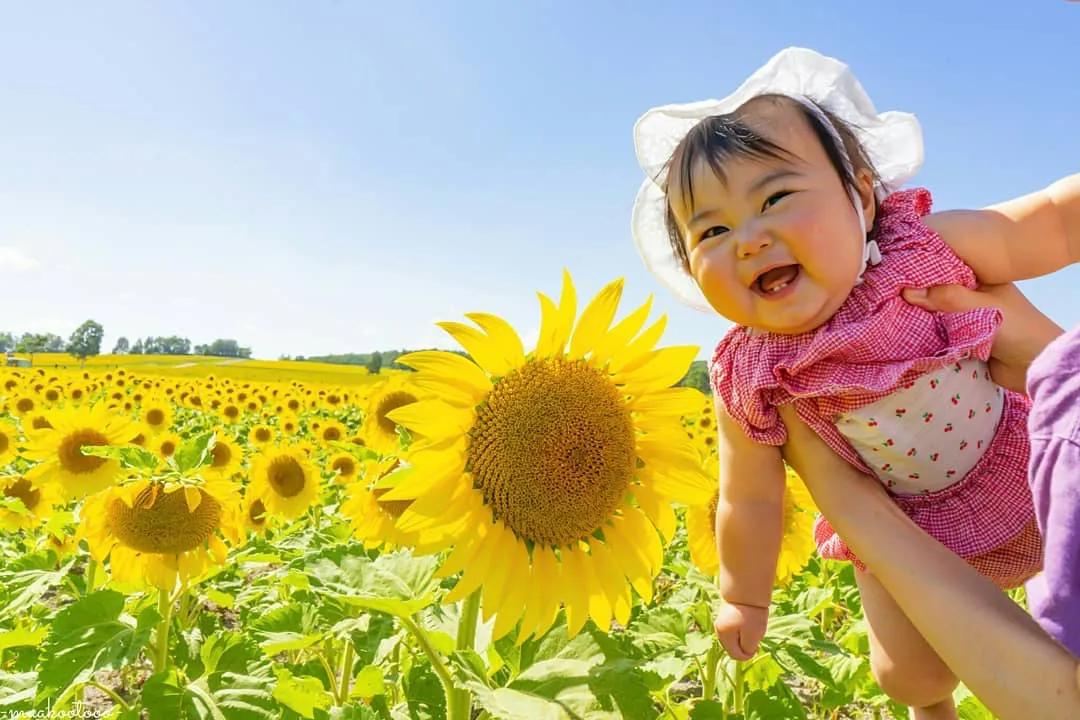 北海道的雪有多美,北海道到底有多吸引人