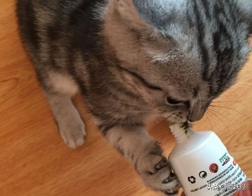 铲屎官减肥瘦身,吐毛球的铲屎官