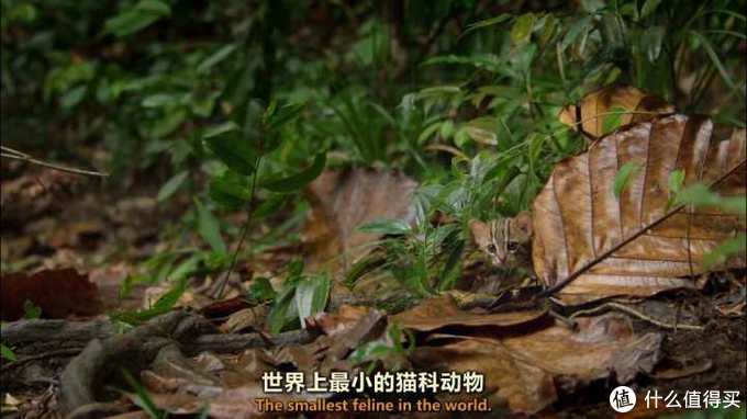 良心推荐!这10个好玩有趣的神仙网站,简直是学习工作必备神器