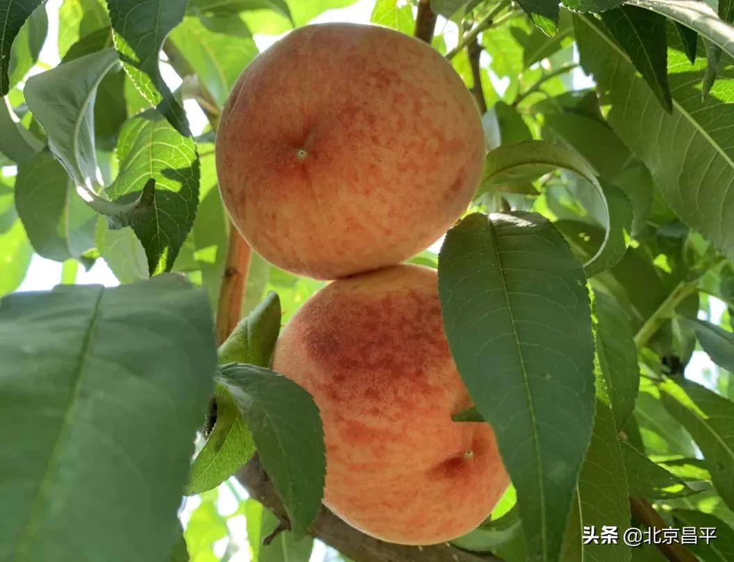 昌平鲜桃采摘地点,桃醉一夏