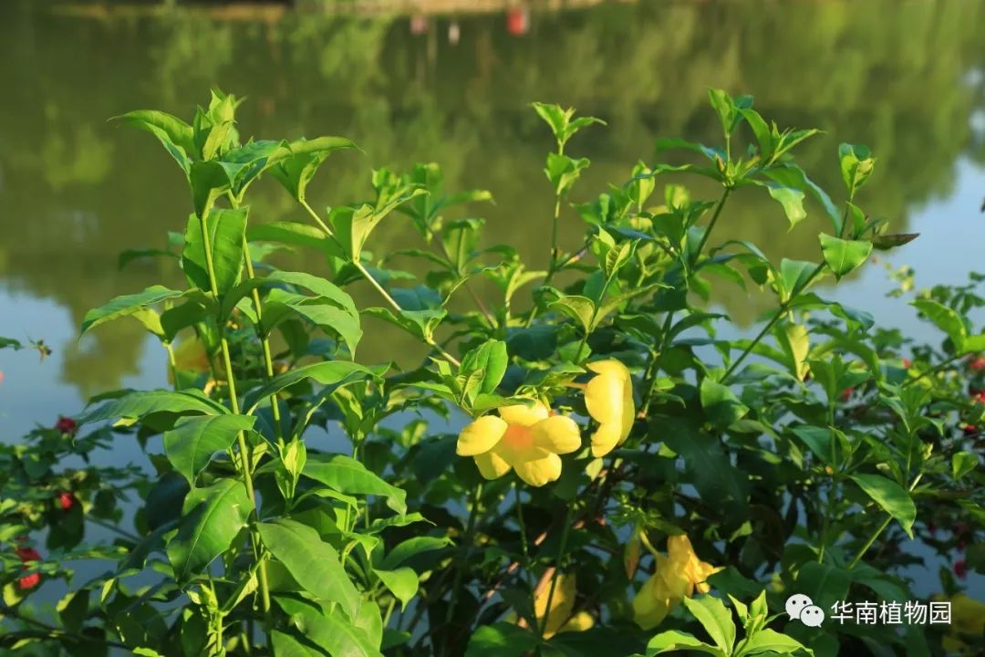 秋日识花:可爱紫红爱明黄