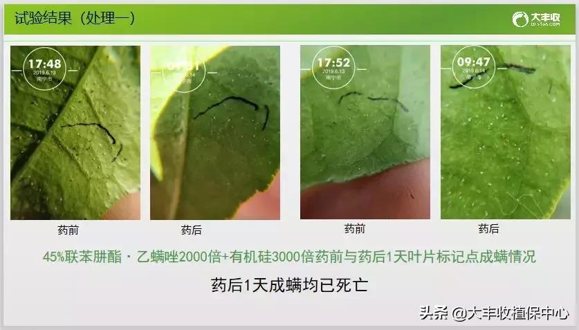 红蜘蛛物理防治妙招,红蜘蛛和壁锈虱打什么药