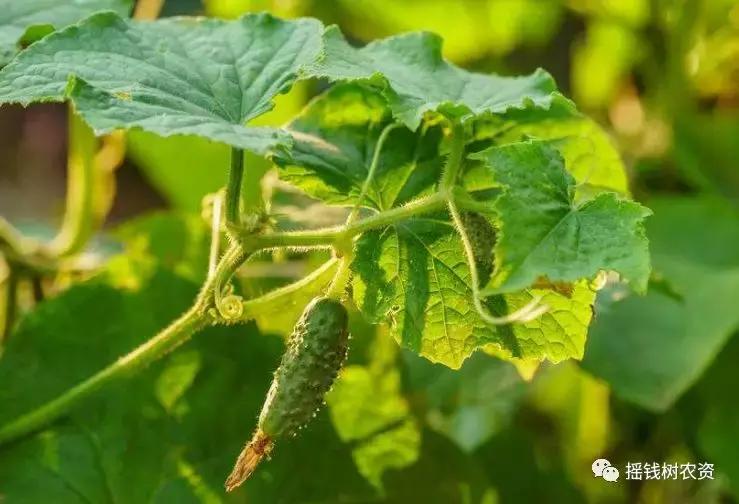 黄瓜秧黄叶死秧怎么回事,青瓜萎蔫怎么办
