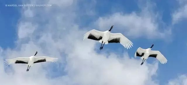 丹顶鹤的忠贞,丹顶鹤浪漫忠贞