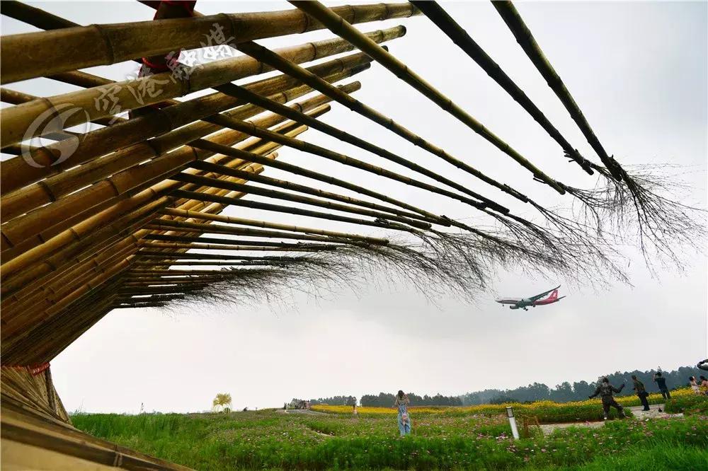 来成都打卡空港花田,成都双流空港花田打卡看飞机
