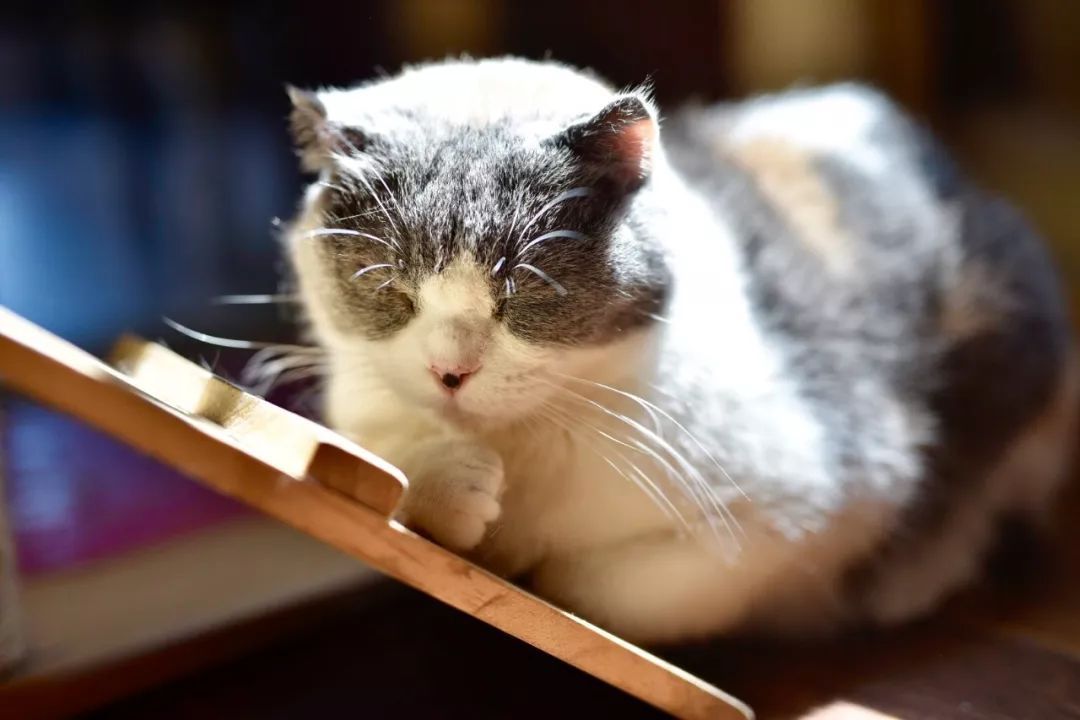 确定猫咪怀孕,怎么证明猫咪是不是怀孕了