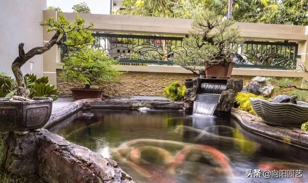 盆景应该怎么养才好看,盆景新手入门知识盆景的基本属性