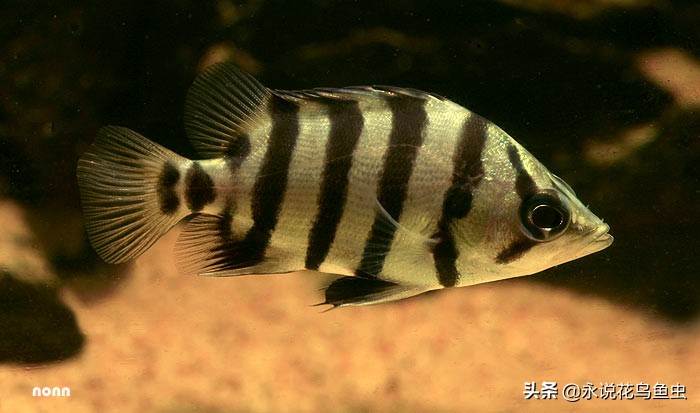 稀有虎鱼孟加拉银虎鱼，虎鱼的种类，科普孟加拉银虎