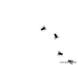 夏天最爱登门拜访惠州人的虫子，满屏全都是惊吓