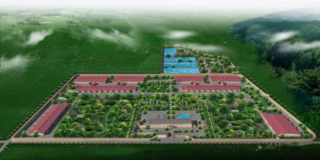 养猪大户如何建猪场,养猪就是养环境