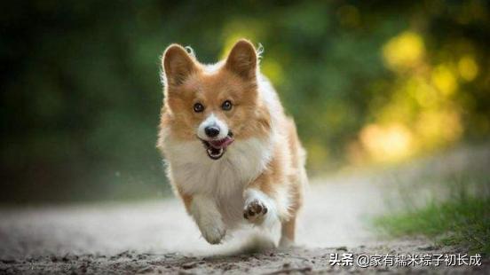 接触宠物感染,怎么防止宠物感染病毒