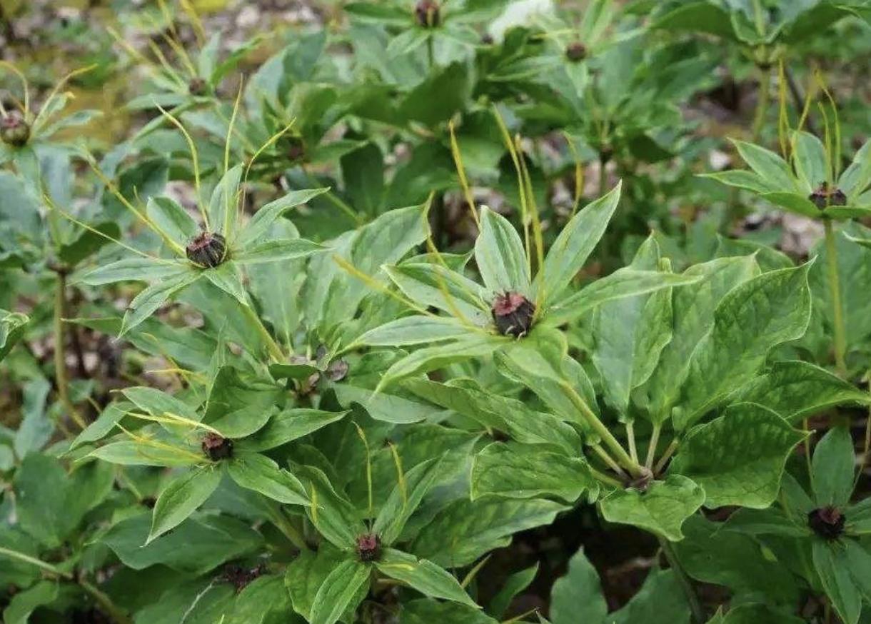 绔规灄閲岄潰绉嶈崏,绔规灄绉嶈崏