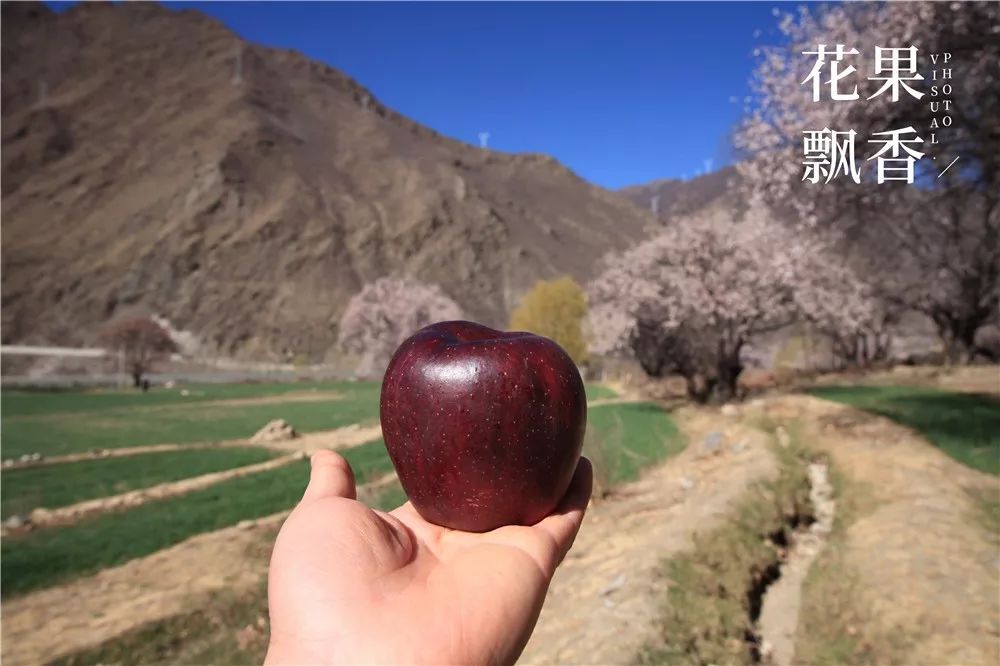 2020种什么水果最赚钱,2021种植什么水果最赚钱