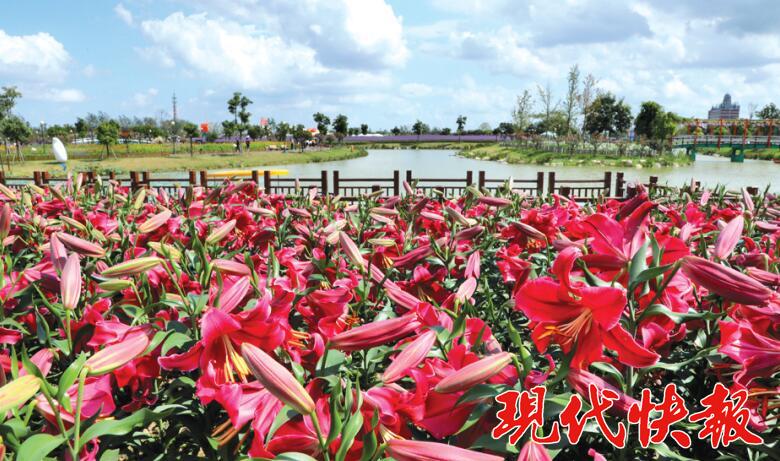 荷兰花海万众瞩目,荷兰花海阳光明媚