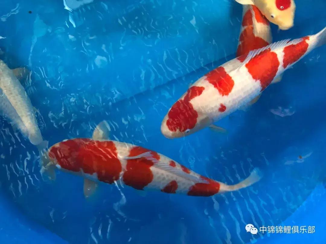 閿﹂菠鍠傞杩囧鏈変粈涔堢棁鐘跺悧,鏃ユ湰閿﹂菠鎬庝箞鍠傞