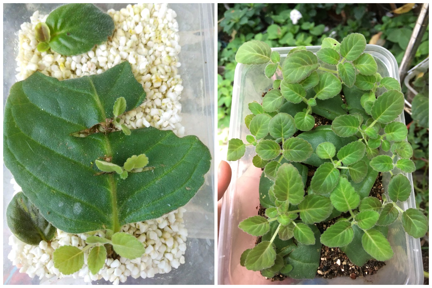 芙蓉花四季常青,芙蓉花盆栽好养