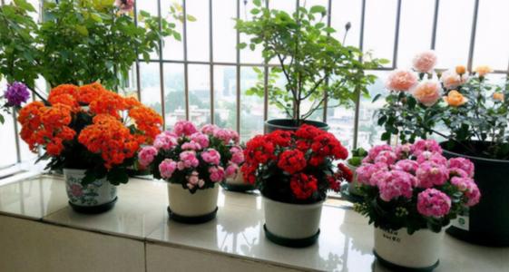 十月养什么盆栽最好,十月养这6种花建议穷养