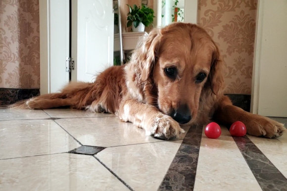 金毛无聊想出去玩了,你们家金毛无聊时也这么玩吗