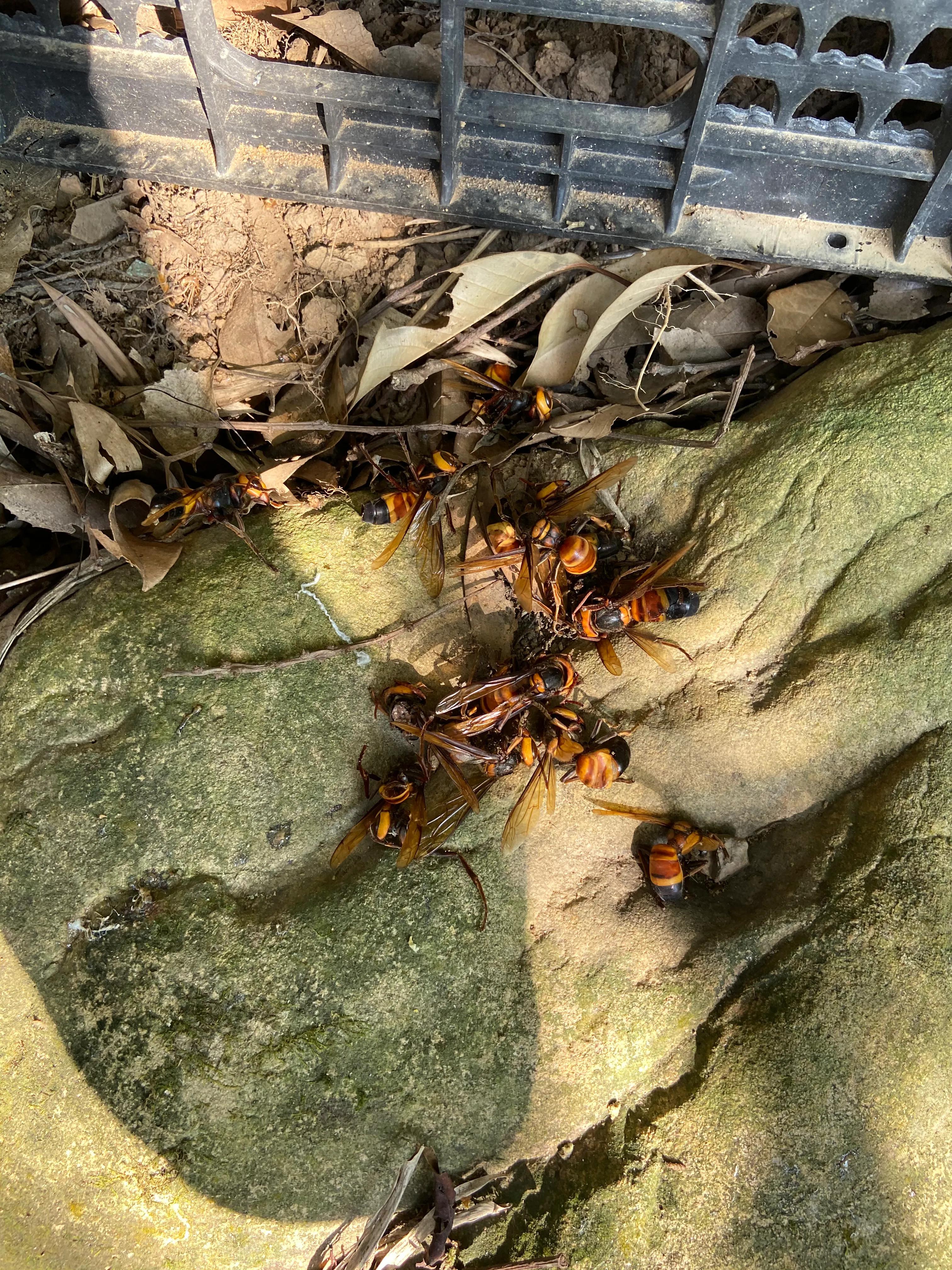 虎头蜂vs杀人蜂,大胡蜂vs虎头蜂