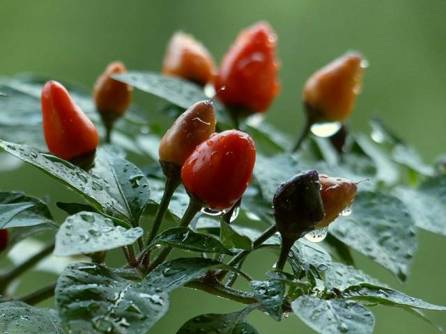 春天几月份适合移盆扦插,夏天可以扦插换盆吗