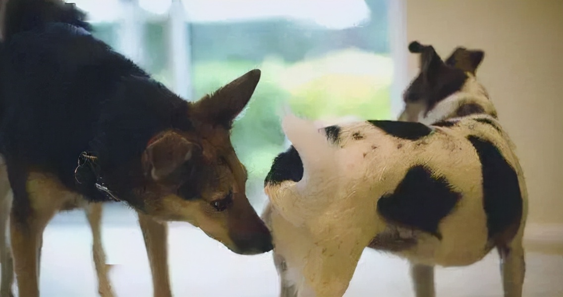 狗狗一见面,为什么会先“闻屁股”?科学研究这是彼此交流的方式