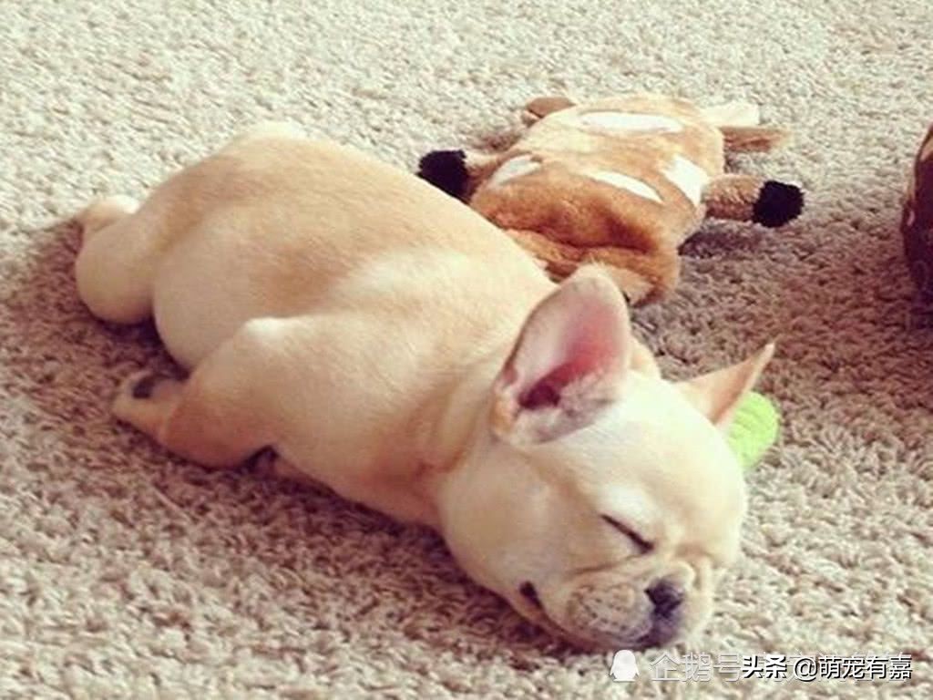 关于狗狗警惕性的冷知识,关于狗狗的十条冷知识