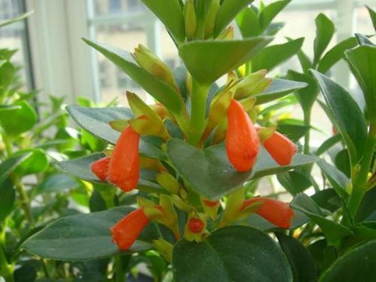 金鱼吊兰落叶头枯萎如何挽救,金鱼吊兰为什么会无缘无故的枯萎