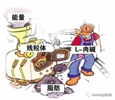 淇宸︽棆鑲夌⒈鑳跺泭鍑忚偉,宸︽棆鑲夌⒈鍑忚偉鑳跺泭鍔熸晥