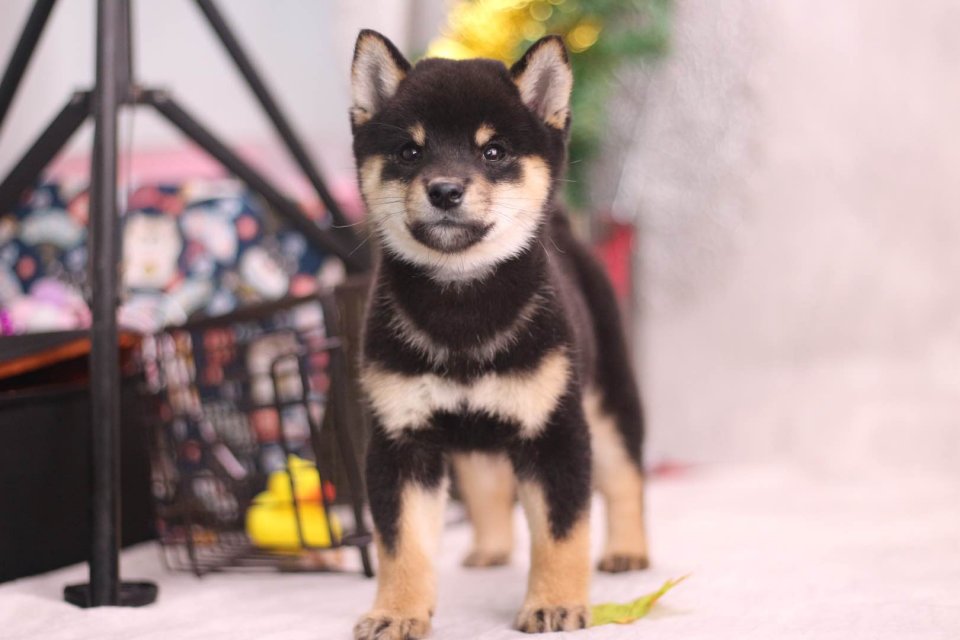 柴犬病的表现,日本纯种柴犬