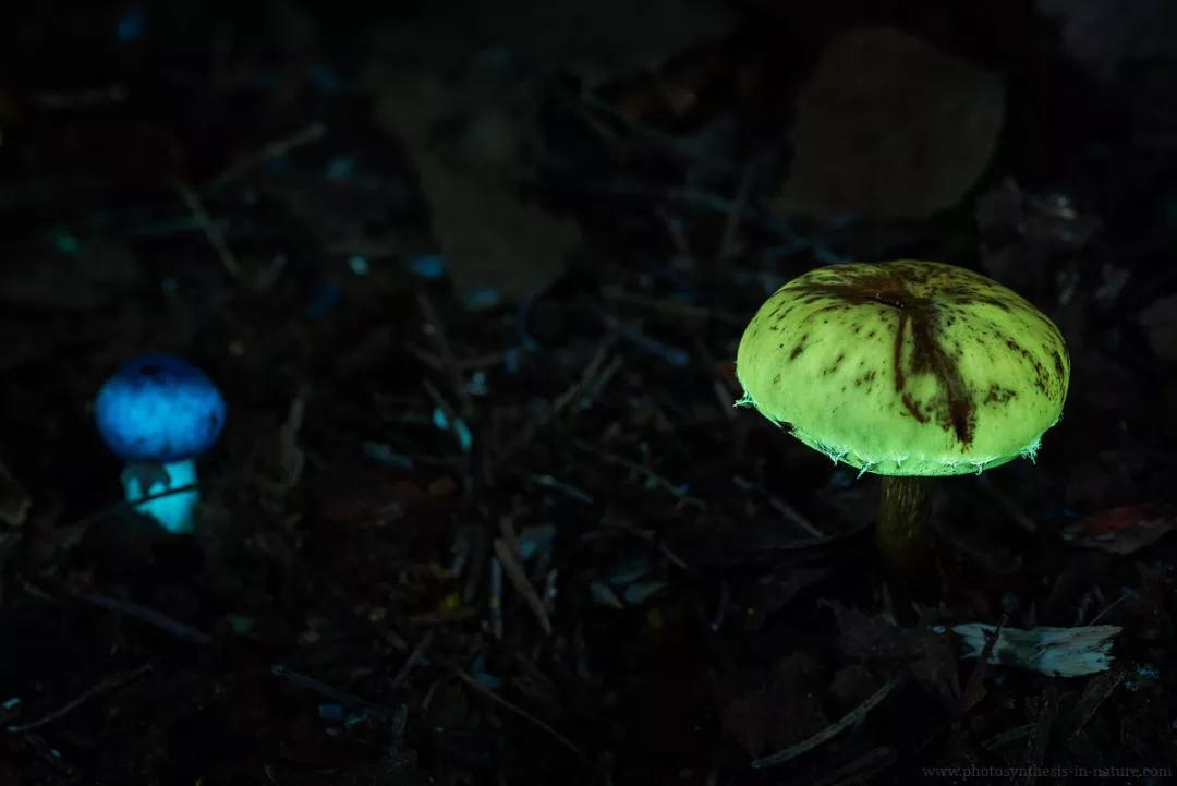 紫外线外星人真的存在吗,外星生命紫外线