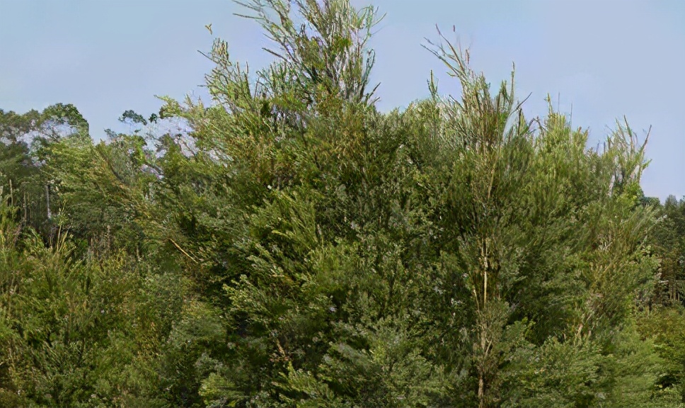 别再随便洗头了，只要几步枯草变绸缎，枯发变秀发