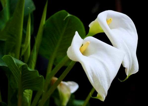 马蹄莲的种殖方法和注意事项,马蹄莲怎么催芽开花