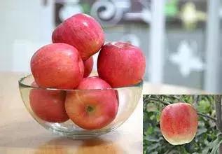 吃了这么多年的苹果竟然吃错了,好吃的苹果都有哪些品种