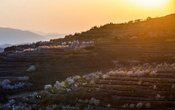 日照最美桃源,寻找最美春天日照惊艳全城