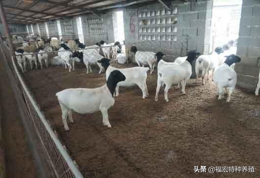 养殖杜泊绵羊赚钱,养殖杜泊羊的前景