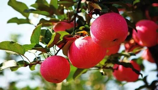 果树花少果少怎么办,果树开花少怎么防治