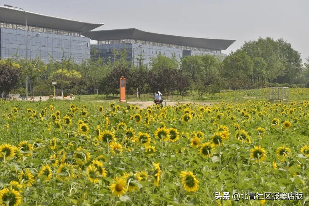 千亩向日葵游玩,百亩向日葵花海免费赏