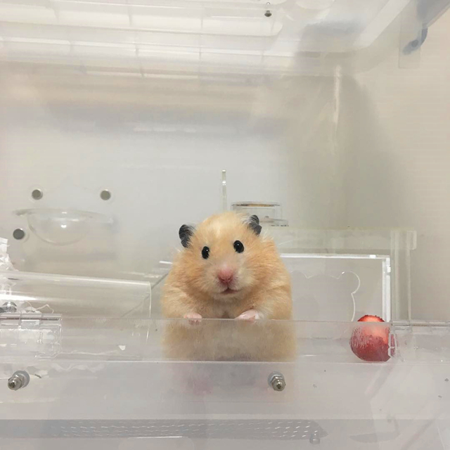 带仓鼠去公园赏花,鼠鼠无心赏花只想吃花朵,主人无奈又担心