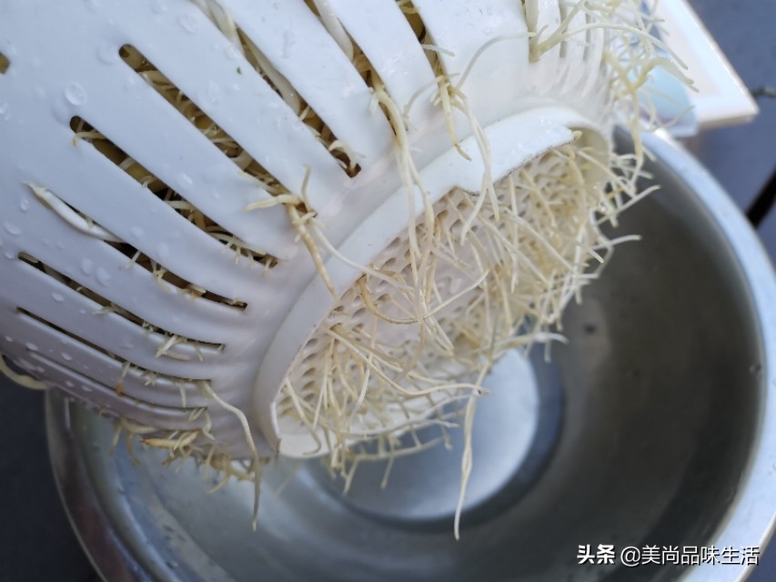 一把豆子的价值,一把豆子种三年