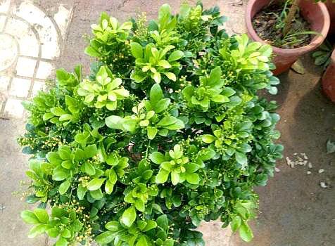 米兰花怎么养才开的茂密,米兰花怎么养才开得好