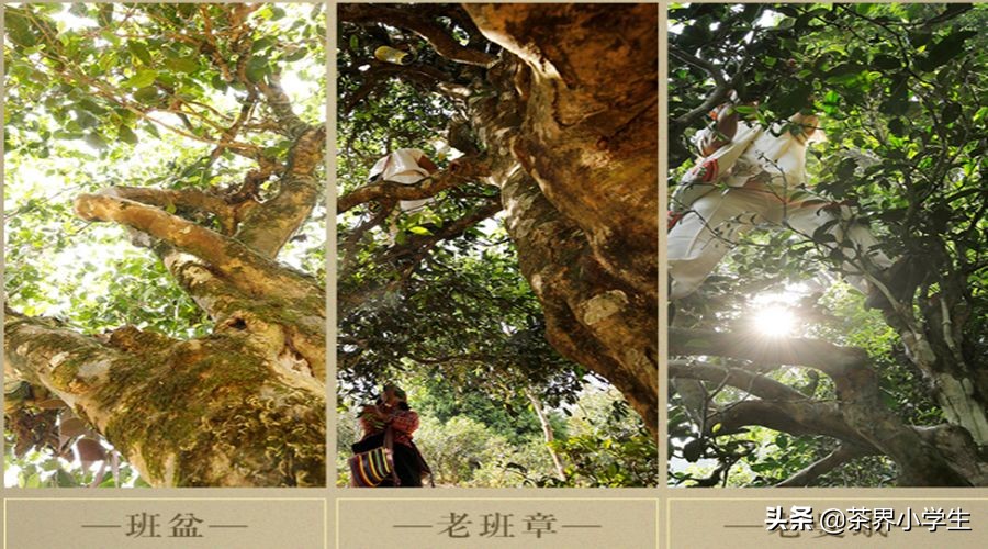 2019年双11普洱茶销量排名,双十一普洱茶排行单品